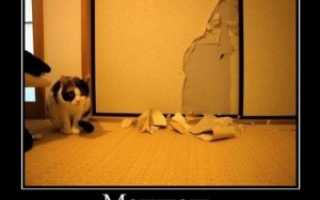 Как защитить стены от кошек